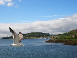 Taken in Scotland, near the Isle of Mull. The seagull kep... by Gordana Zdjelar 